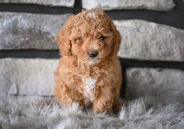 Toy Poodle For Sale Sugarcreek Ohio Bailey