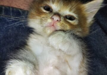 Free Farm Kittens