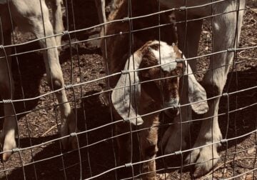 Goats for sale