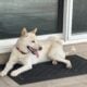 Shiba Inu Puppy For Sale – White Male