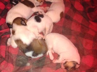 6 Rough Collie Puppies