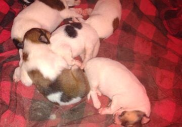 6 Rough Collie Puppies