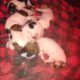 6 Rough Collie Puppies