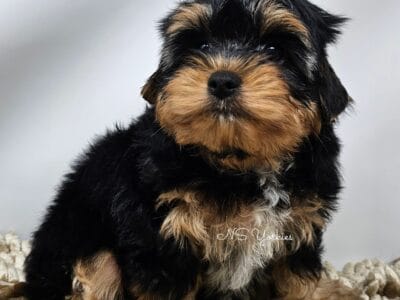 Easton traditional yorkie boy Florida READY