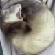 2 Female Young Ferrets