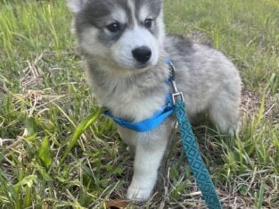 Siberian Husky Puppies