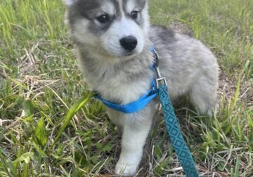 Siberian Husky Puppies