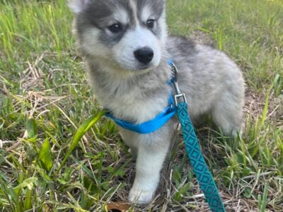 Siberian Husky Puppies