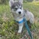 Siberian Husky Puppies