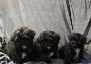 Shih poo puppies