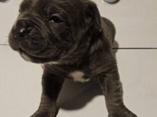 Cane corso pups for sale