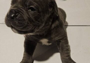 Cane corso pups for sale