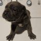 Cane corso pups for sale