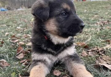German shepherd puppies