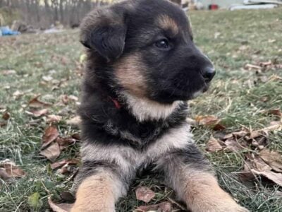 German shepherd puppies