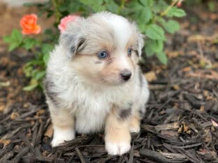 Mini & Toy Aussie Puppies – Loved from Day One