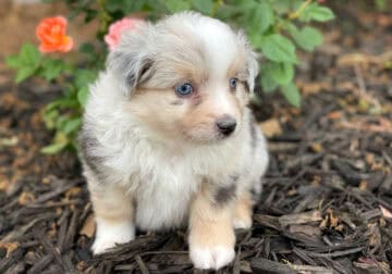 Mini & Toy Aussie Puppies – Loved from Day One