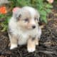 Mini & Toy Aussie Puppies – Loved from Day One