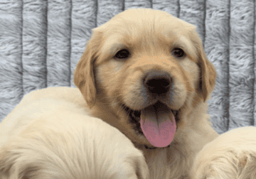 Golden Retriever Puppies