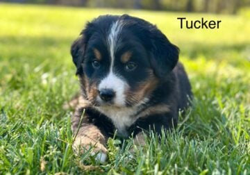 Bernese Mountain Dog Puppies