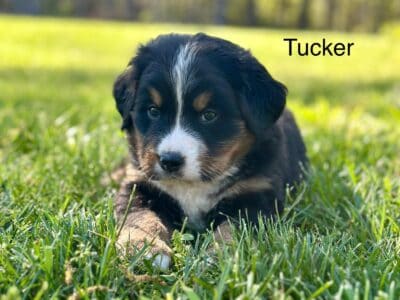 Bernese Mountain Dog Puppies