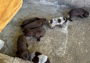 German Shorthaired Pointer puppies