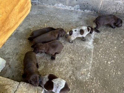 German Shorthaired Pointer puppies