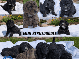 MINI BERNEDOODLE PUPS BORN MARCH 30