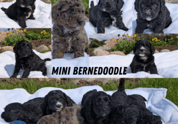 MINI BERNEDOODLE PUPS BORN MARCH 30
