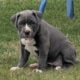 100% Pitt Bull Terrier Puppies