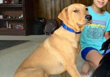 Adopt Indie – Golden Labrador Mix Puppy
