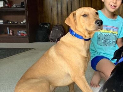 Adopt Indie – Golden Labrador Mix Puppy