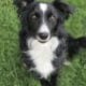Purebred Border Collie (Max)