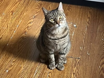 Tabby cat