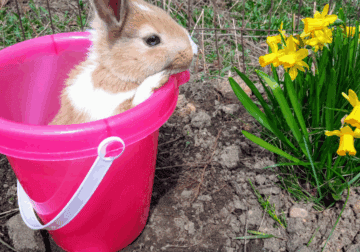 Baby Bunnies
