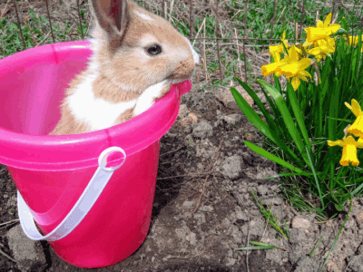 Baby Bunnies