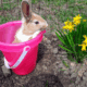 Baby Bunnies