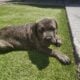 Cane Corso Puppy