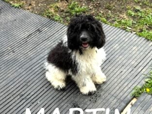 Martin Male Cockapoo Puppy