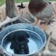 Charcoal lab Male and 2 black female puppies