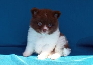 Parti color Pomeranian Puppy Male, Blue eyes