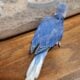 Indian Ringneck Male Clear-tail