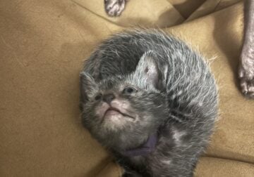 Rare Werewolf Lykoi Kittens – TICA Certified