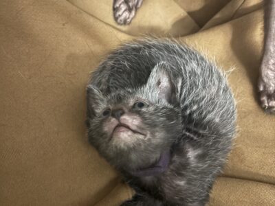 Rare Werewolf Lykoi Kittens – TICA Certified