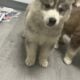 Siberian Husky Puppies