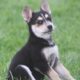 German Shepherd/Australian Shepherd Puppies