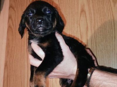 Blue Heeler/ Beagle Puppys