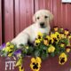 Labrador Retriever puppies