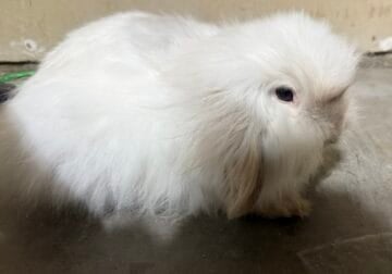 European Teddywidder Rabbit
