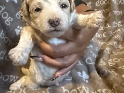Mini/Toy poodles puppies